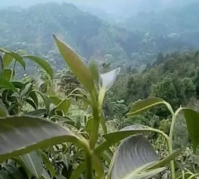 石崖茶，到底是什么茶？