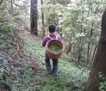 金秀大瑶山老山里摘野生红茶