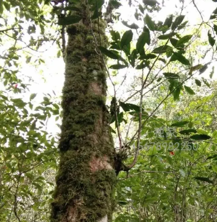 走进金秀大瑶山深处，探访悬崖上的野生茶树