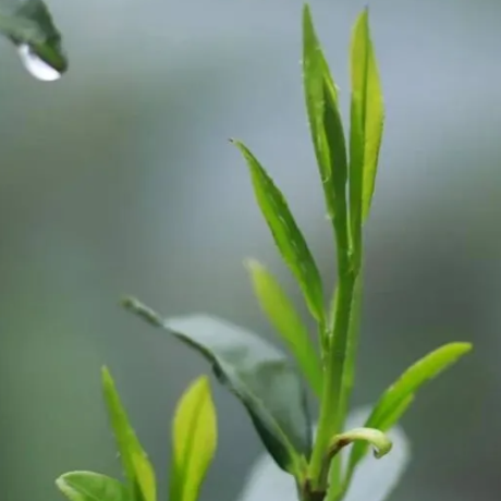 金秀瑶山手工石崖茶的形状和味道如何