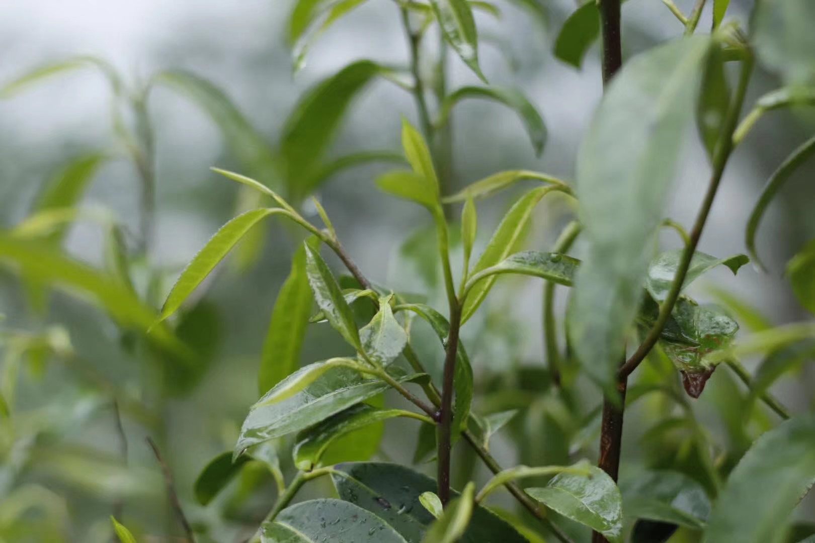 石崖茶中的黄酮有什么用？一篇讲清楚它的&ldquo;硬核&rdquo;实力