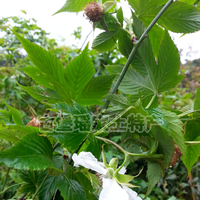 有一种天然无糖的植物&mdash;金秀野生甜茶