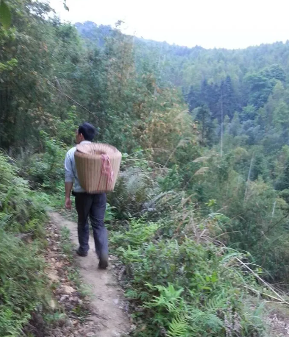 瑶山野生石崖茶采茶记